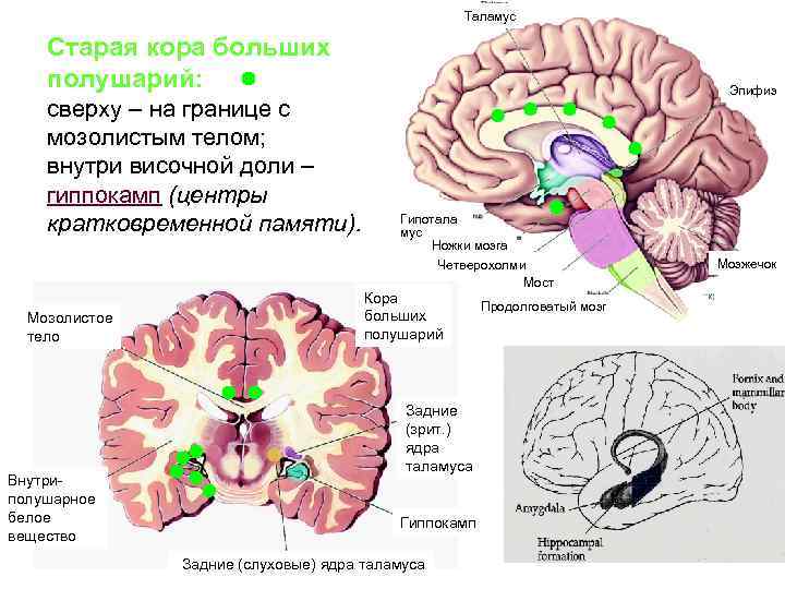 Мозолистое тело какая ткань. Мозолистое тело конечного мозга. Функции мозолистого тела головного мозга человека. Мозолистое тело промежуточный мозг. Мозолистое тело строение и функции.