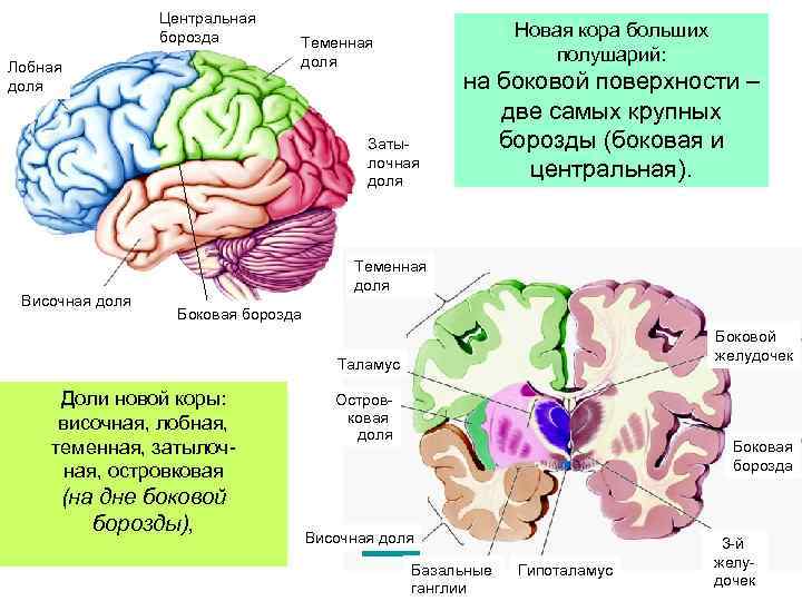 Центральная борозда Лобная доля Новая кора больших полушарий: Теменная доля Заты лочная доля Височная