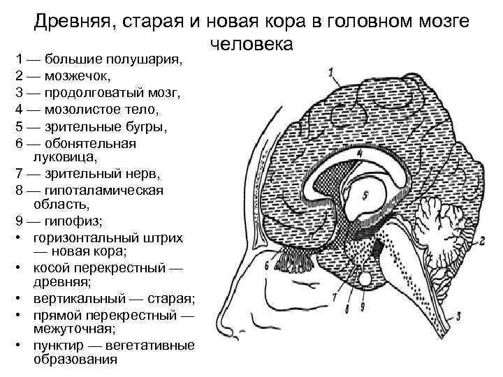 Древняя, старая и новая кора в головном мозге человека 1 — большие полушария, 2