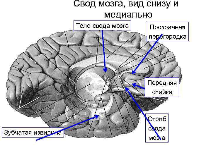 Свод головного мозга