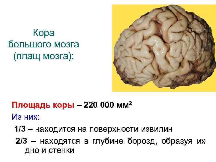 Кора большого мозга (плащ мозга): Площадь коры – 220 000 мм 2 Из них: