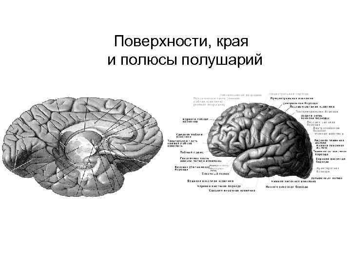 Поверхности, края и полюсы полушарий 