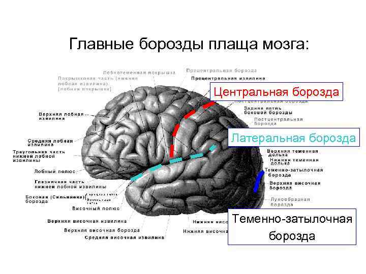 Созревание мозга происходит. Борозды конечного мозга. Пути конечного мозга. Теменно-затылочная борозда. Конечный мозг борозды и извилины.