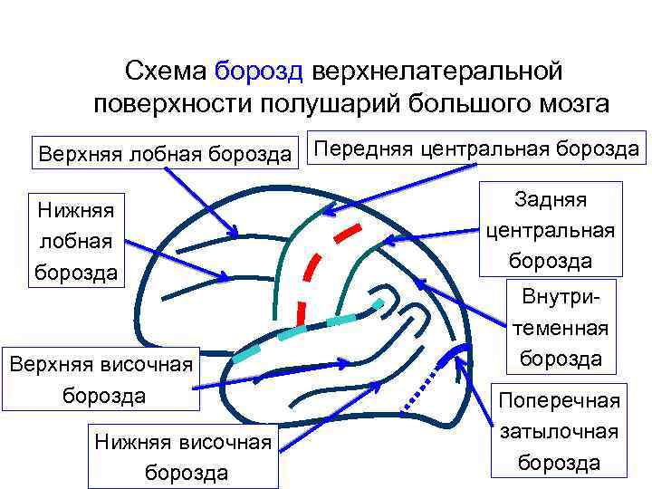 Наличие извилин и борозд