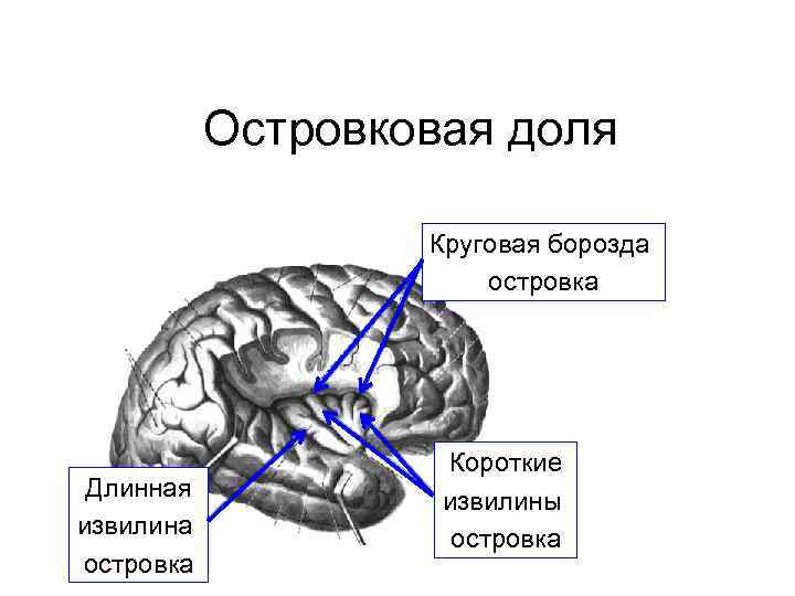 Островковая доля Круговая борозда островка Длинная извилина островка Короткие извилины островка 