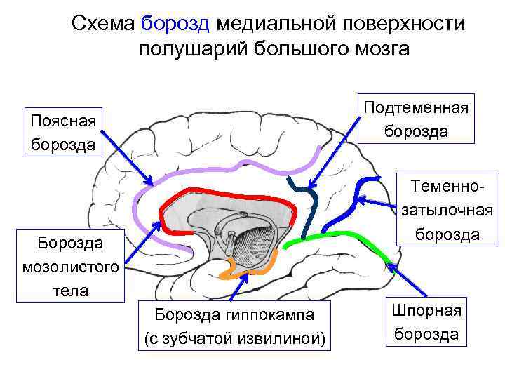 Медиальная поверхность мозга. Борозды мозга медиальная поверхность. Извилины головном мозге медиальная поверхность. Медиальная обонятельная извилина.