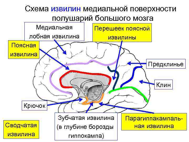 Прямая извилина