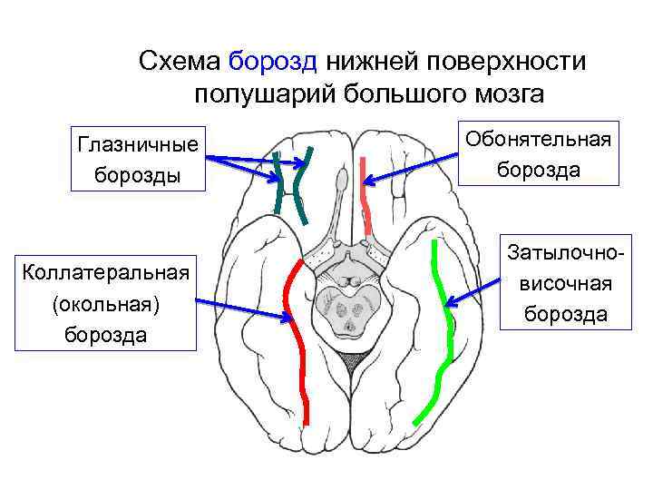 Схема борозд нижней поверхности полушарий большого мозга Глазничные борозды Коллатеральная (окольная) борозда Обонятельная борозда