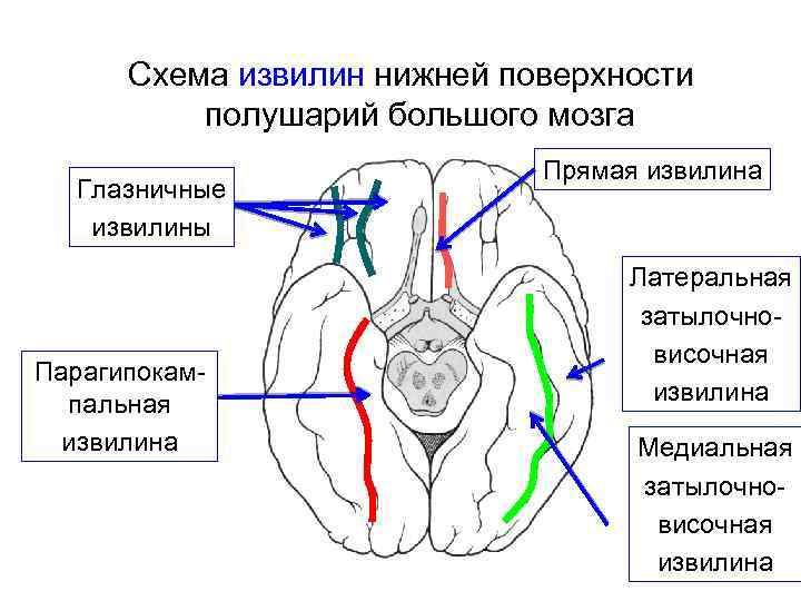 Созревание мозга происходит