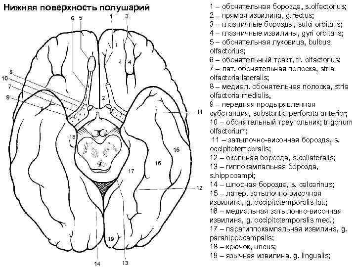 Нижняя поверхность полушарий 1 – обонятельная борозда, s. olfactorius; 2 – прямая извилина, g.