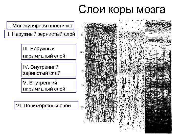 Внутренний слой коры. Слои коры конечного мозга. Наружный зернистый слой коры головного мозга. Перечислите слои коры конечного мозга.. 6 Слоев коры конечного мозга.