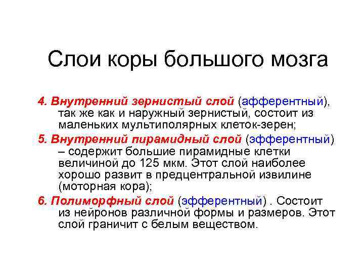 Слои коры большого мозга 4. Внутренний зернистый слой (афферентный), так же как и наружный