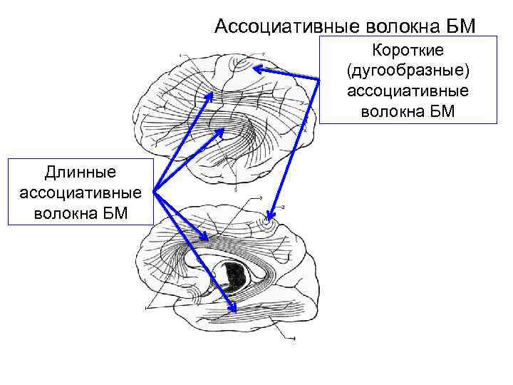 Ассоциативные волокна БМ Короткие (дугообразные) ассоциативные волокна БМ Длинные ассоциативные волокна БМ 