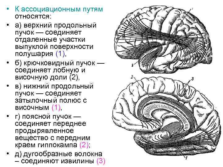  • К ассоциационным путям относятся: • а) верхний продольный пучок — соединяет отдаленные