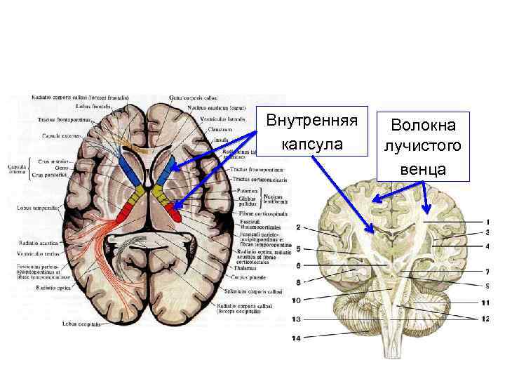 Внутренняя капсула Волокна лучистого венца 