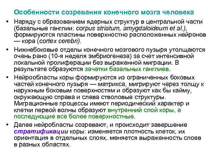 Особенности созревания конечного мозга человека • Наряду с образованием ядерных структур в центральной части