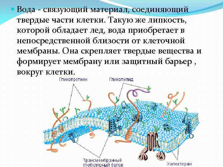  Вода - связующий материал, соединяющий твердые части клетки. Такую же липкость, которой обладает