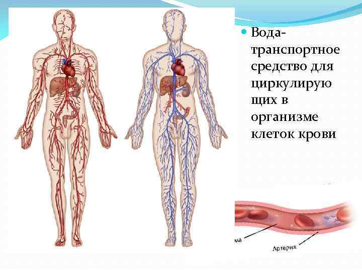  Водатранспортное средство для циркулирую щих в организме клеток крови 