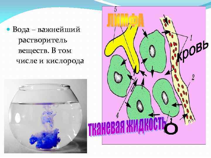  Вода – важнейший растворитель веществ. В том числе и кислорода 