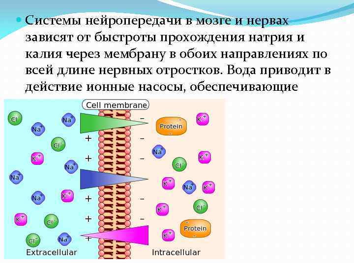  Системы нейропередачи в мозге и нервах зависят от быстроты прохождения натрия и калия