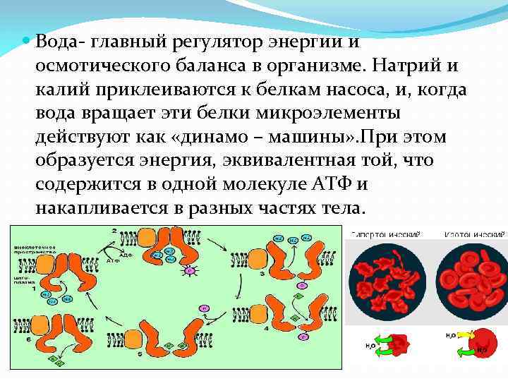  Вода- главный регулятор энергии и осмотического баланса в организме. Натрий и калий приклеиваются