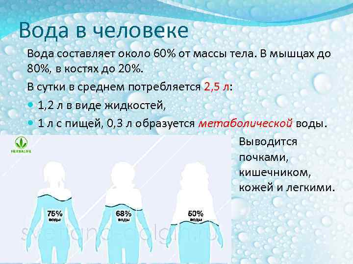 Вода в человеке Вода составляет около 60% от массы тела. В мышцах до 80%,