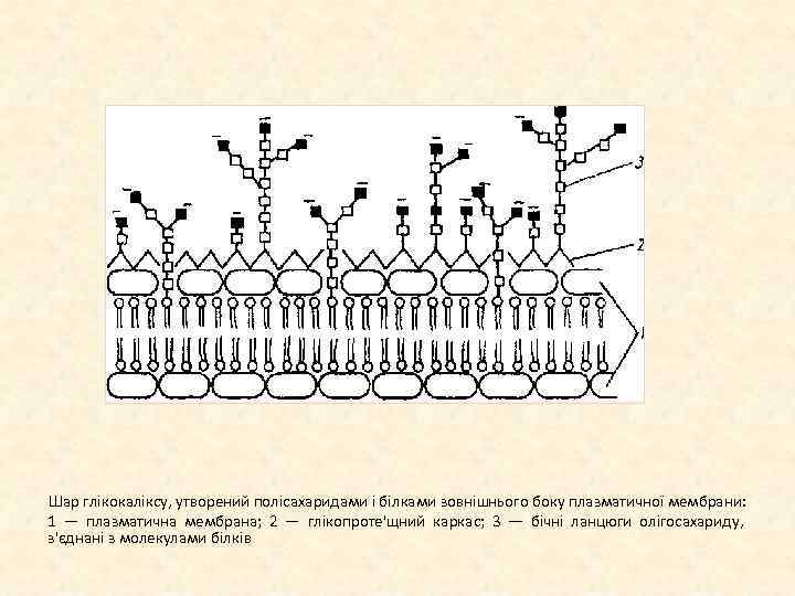 Шар глікокаліксу, утворений полісахаридами і білками зовнішнього боку плазматичної мембрани: 1 — плазматична мембрана;