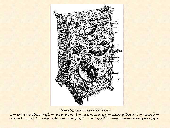 Схема будови рослинної клітини: 1 — клітинна оболонка; 2 — плазмалема; З — плазмодесма;