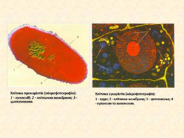 Клітина прокаріотів (мікрофотографія): 1 - нуклеоїд; 2 - клітинна мембрана; 3 цитоплазма. Клітина еукаріотів