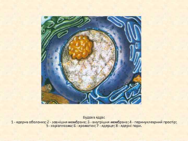 Будова ядра: 1 ядерна оболонка; 2 зовнішня мембрана; 3 внутрішня мембрана; 4 перинуклеарний простір;