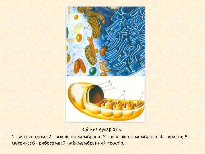 Клітина еукаріотів: 1 мітохондрія; 2 зовнішня мембрана; 3 внутрішня мембрана; 4 криста; 5 матрикс;