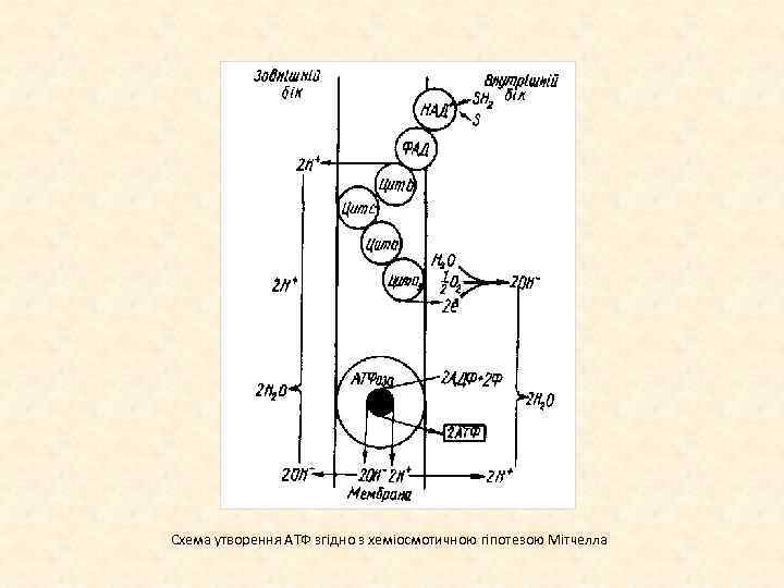 Схема утворення АТФ згідно з хеміосмотичною гіпотезою Мітчелла 