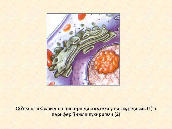 Об'ємне зображення цистерн диктіосоми у вигляді дисків (1) з периферійними пухирцями (2). 