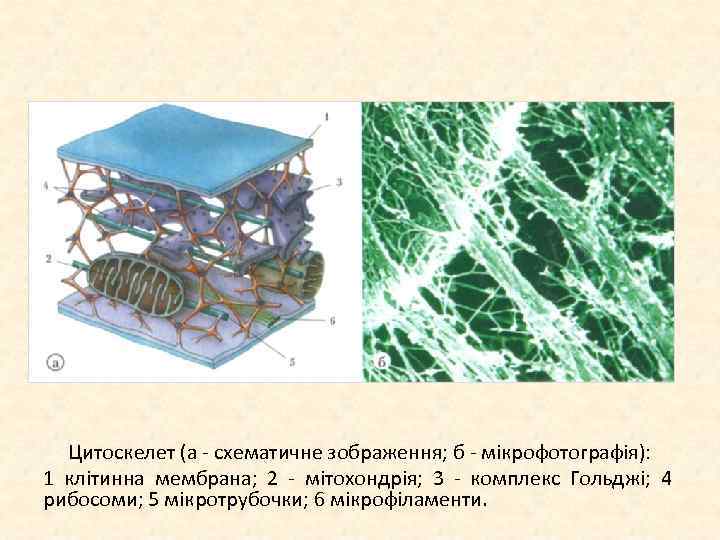 Цитоскелет рисунок