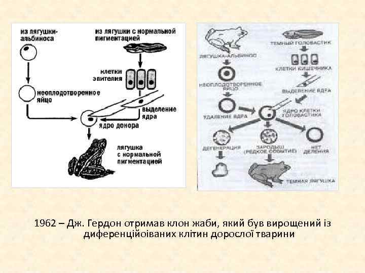 1962 – Дж. Гердон отримав клон жаби, який був вирощений із диференційоіваних клітин дорослої