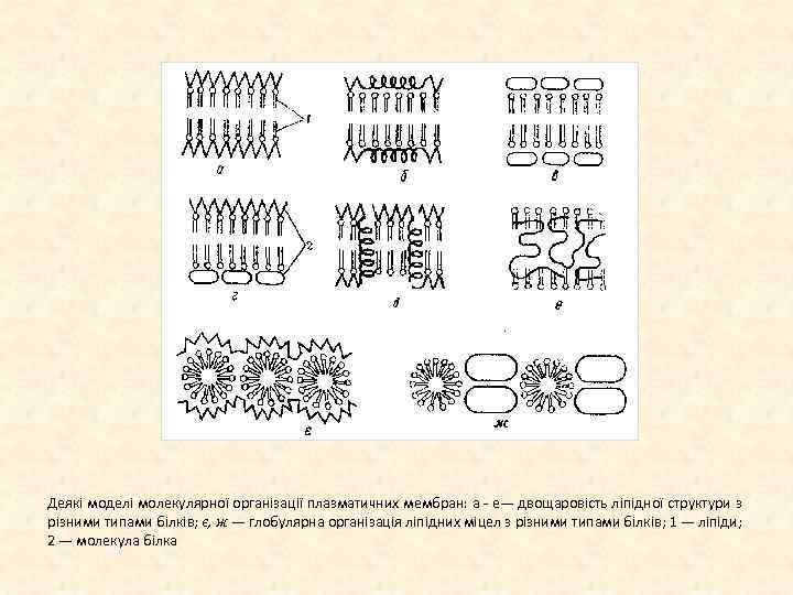 Деякі моделі молекулярної організації плазматичних мембран: а е— двощаровість ліпідної структури з різними типами