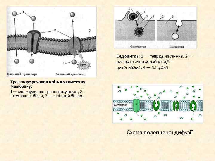 Ендоцитоз: 1 — тверда частинка, 2 — плазма тична мембрана, 3 — цитоплазма, 4