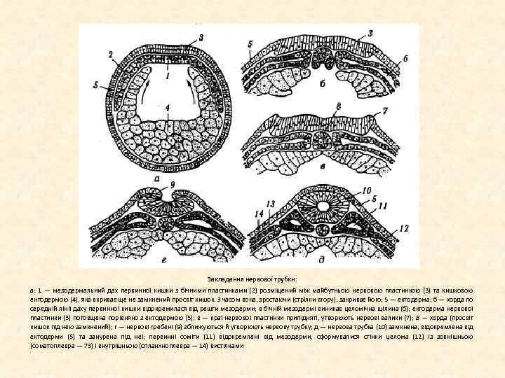 Закладання нервової трубкн: а: 1 — мезодермальний дах первинної кишки з бічними пластинками (2)