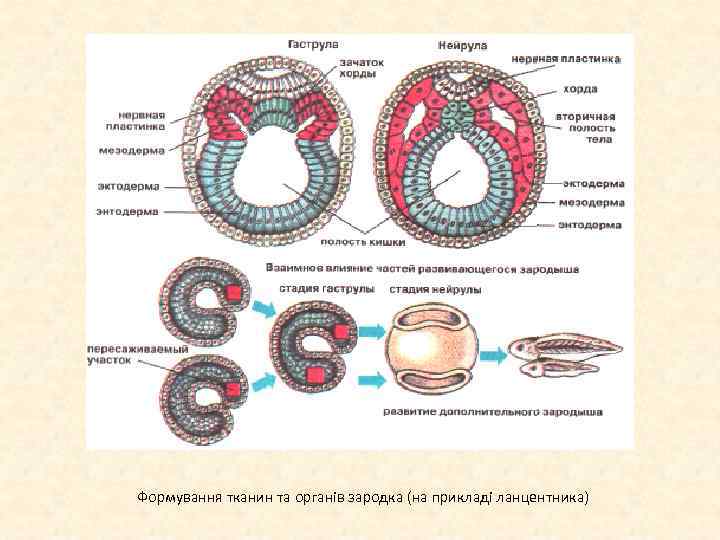 Формування тканин та органів зародка (на прикладі ланцентника) 
