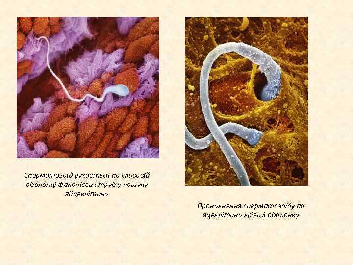 Сперматозоїд рухається по слизовій оболонці фалопієвих труб у пошуку яйцеклітини Проникнення сперматозоїду до яцеклітини