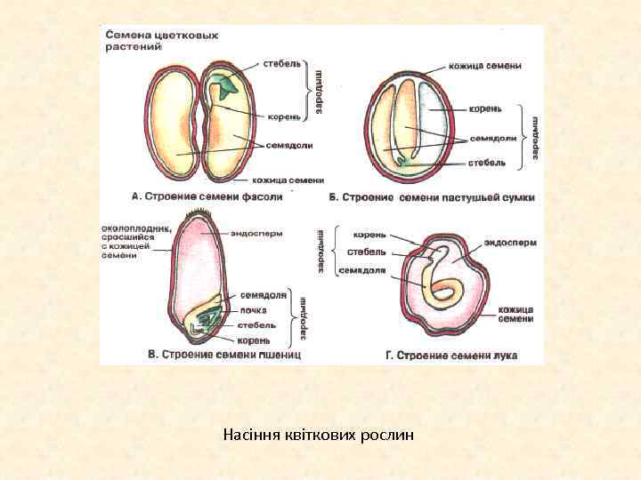 Насіння квіткових рослин 