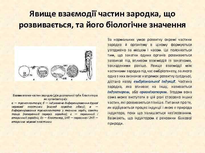 Явище взаємодії частин зародка, що розвивається, та його біологічне значення Взаємовплив частин зародка (дія
