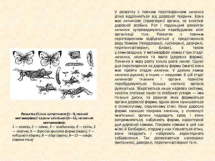 Розвиток білана капустяного (1—S, повний метаморфоз) і сарани азіатської (6— 13, неповний метаморфоз): 1