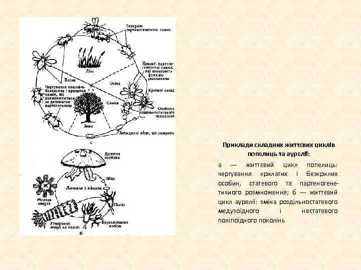 Приклади складних життєвих циклів попелиць та аурелії: а — життєвий цикл попелиць: чергування крилатих