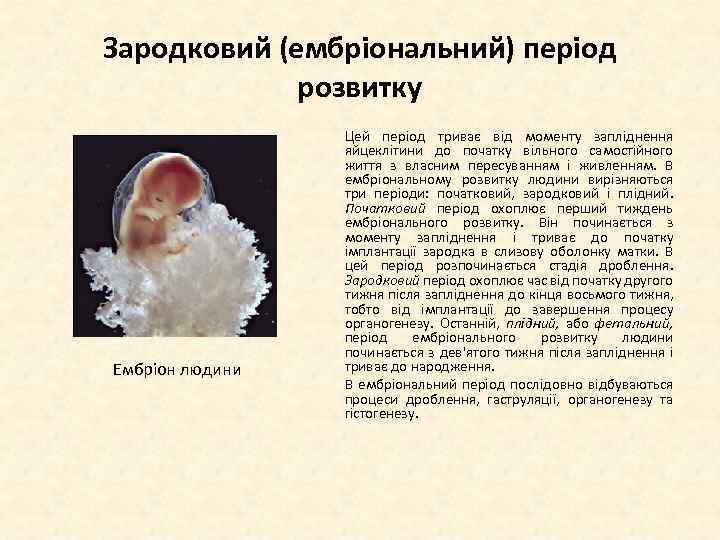 Зародковий (ембріональний) період розвитку Ембріон людини Цей період триває від моменту запліднення яйцеклітини до