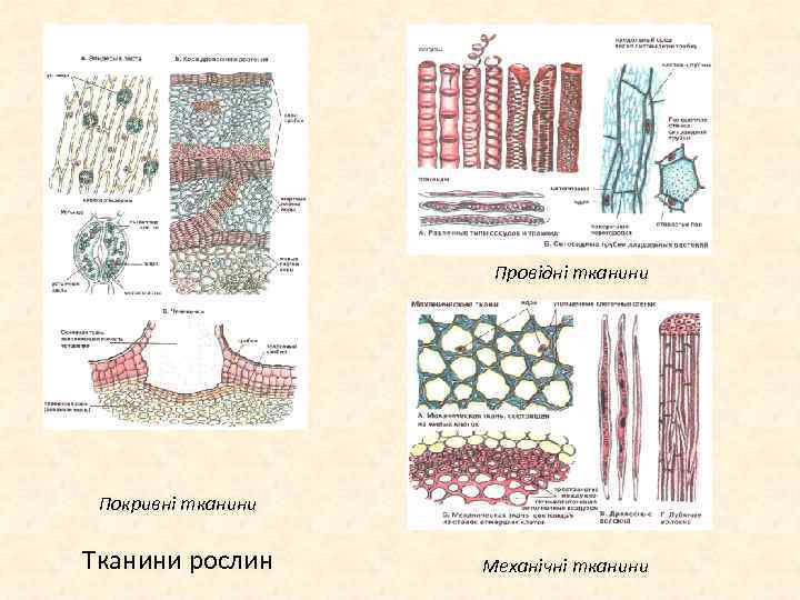 Провідні тканини Покривні тканини Тканини рослин Механічні тканини 