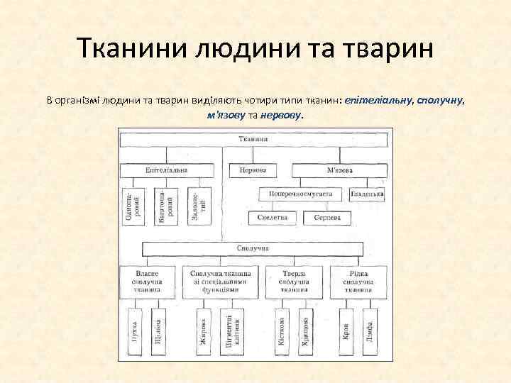 Тканини людини та тварин В організмі людини та тварин виділяють чотири типи тканин: епітеліальну,