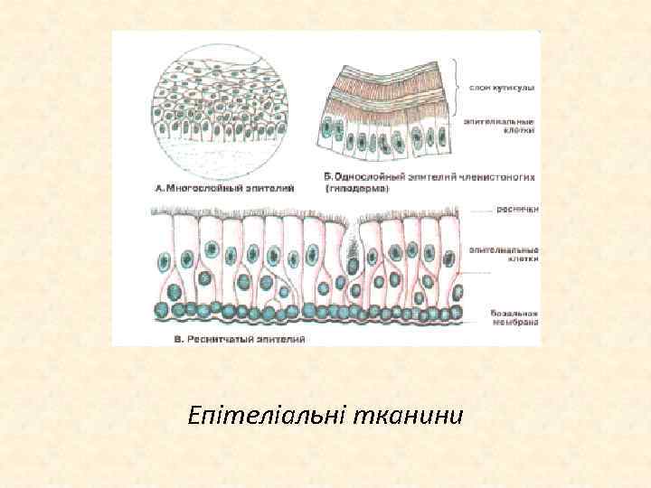 Епітеліальні тканини 