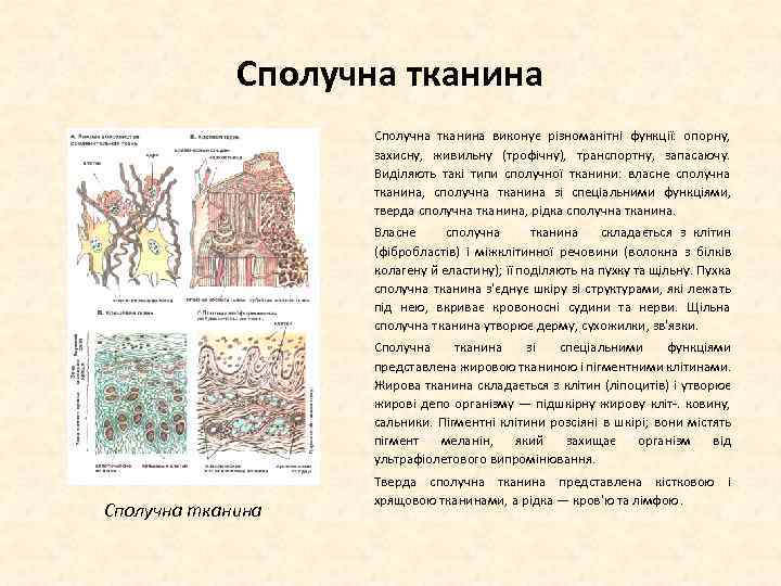 Сполучна тканина виконує різноманітні функції: опорну, захисну, живильну (трофічну), транспортну, запасаючу. Виділяють такі типи