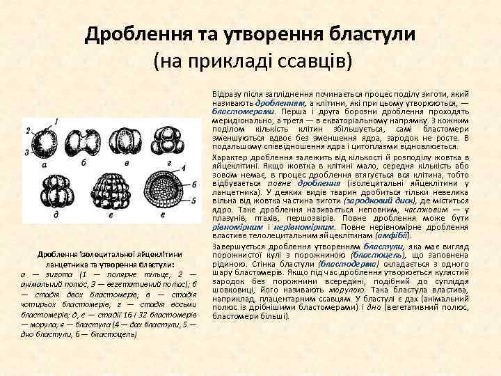 Дроблення та утворення бластули (на прикладі ссавців) Дроблення ізолецитальної яйцеклітини ланцетника та утворення бластули: